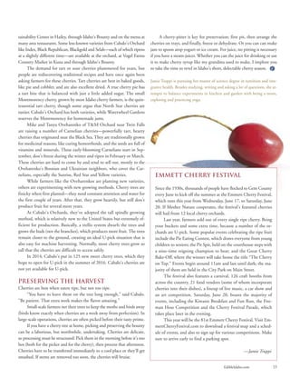 EdibleIdaho.com 15
tainability Center in Hailey, through Idaho’s Bounty and on the menu at
many area restaurants. Some less-known varieties from Cabalo’s Orchard
like Index, Black Republican, Blackgold and Selah—each of which ripens
at a slightly different time—are available at the orchard, at Vogel Farms
Country Market in Kuna and through Idaho’s Bounty.
The demand for tart or sour cherries plummeted for years, but
people are rediscovering traditional recipes and have once again been
asking farmers for these cherries. Tart cherries are best in baked goods,
like pie and cobbler, and are also excellent dried. A true cherry pie has
a tart bite that is balanced with just a little added sugar. The small
Montmorency cherry, grown by most Idaho cherry farmers, is the quin-
tessential tart cherry, though some argue that North Star cherries are
tastier. Cabalo’s Orchard has both varieties, while Waterwheel Gardens
reserves the Montmorency for homemade jams.
Mike and Tanya Oveharenko of T&M Orchard near Twin Falls
are raising a number of Carnelian cherries—powerfully tart, hearty
cherries that originated near the Black Sea. They are traditionally grown
for medicinal reasons, like curing hemorrhoids, and the seeds are full of
vitamins and minerals. These early-blooming Carnelians start in Sep-
tember, don’t freeze during the winter and ripen in February or March.
These cherries are hard to come by and tend to sell out, mostly to the
Oveharenko’s Bosnian and Ukrainian neighbors, who covet the Car-
nelians, especially the Sunrise, Red Star and Yellow varieties.
While farmers like the Oveharenkos are planting new varieties,
others are experimenting with new growing methods. Cherry trees are
finicky when first planted—they need constant attention and water for
the first couple of years. After that, they grow heartily, but still don’t
produce fruit for several more years.
At Cabalo’s Orchards, they’ve adopted the tall spindle growing
method, which is relatively new to the United States but extremely ef-
ficient for production. Basically, a trellis system dwarfs the trees and
grows the buds (not the branches), which produces more fruit. The trees
remain closer to the ground, creating an ideal U-pick situation that is
also easy for machine harvesting. Normally, most cherry trees grow so
tall that the cherries are difficult to access safely.
In 2014, Cabalo’s put in 125 new sweet cherry trees, which they
hope to open for U-pick in the summer of 2016. Cabalo’s cherries are
not yet available for U-pick.
Preserving the Harvest
Cherries are best when eaten ripe, but not too ripe.
“You have to leave them on the tree long enough,” said Cabalo.
“Be patient. That extra week makes the flavor amazing.”
Small-scale farmers net their trees to keep the moths and birds away
(birds know exactly when cherries are a week away from perfection). In
large-scale operations, cherries are often picked before their tasty prime.
If you have a cherry tree at home, picking and preserving the bounty
can be a laborious, but worthwhile, undertaking. Cherries are delicate,
so processing must be structured: Pick them in the morning before it’s too
hot (both for the picker and for the cherry), then process that afternoon.
Cherries have to be transferred immediately to a cool place or they’ll get
smashed. If stems are removed too soon, the cherries will bruise.
A cherry-pitter is key for preservation: first pit, then arrange the
cherries on trays, and finally, freeze or dehydrate. Or you can can make
jam to spoon atop yogurt or ice cream. For juice, no pitting is necessary
if you have a steam-juicer. Whether you can the juice for drinking or use
it to make cherry syrup like my grandma used to make, I implore you
to take the time to revel in Idaho’s short, delectable cherry season.
Jamie Truppi is pursuing her master of science degree in nutrition and inte-
grative health. Besides studying, writing and asking a lot of questions, she at-
tempts to balance experiments in kitchen and garden with being a mom,
exploring and practicing yoga.
Emmett Cherry Festival
Since the 1930s, thousands of people have flocked to Gem County
every June to kick off the summer at the Emmett Cherry Festival,
which runs this year from Wednesday, June 17, to Saturday, June
20. If Mother Nature cooperates, the festival’s featured cherries
will hail from 12 local cherry orchards.
Last year, farmers sold out of every single ripe cherry. Bring
your buckets and some extra time, because a number of the or-
chards are U-pick. Some popular events celebrating the ripe fruit
include the Pie Eating Contest, which draws everyone from young
children to seniors; the Pit Spit, held on the courthouse steps with
a nine-time reigning champion to beat; and the Great Cherry
Bake-Off, where the winner will take home the title “The Cherry
on Top.” Events begin around 11am and last until dark; the ma-
jority of them are held in the City Park on Main Street.
The festival also features a carnival, 126 craft booths from
across the country, 21 food vendors (some of whom incorporate
cherries into their dishes), a lineup of live music, a car show and
an art competition. Saturday, June 20, boasts the majority of
events, including the Kiwanis Breakfast and Fun Run, the Fire-
man Hose Competition and the Cherry Festival Parade, which
takes place later in the evening.
This year will be the 81st Emmett Cherry Festival. Visit Em-
mettCherryFestival.com to download a festival map and a sched-
ule of events, and also to sign up for various competitions. Make
sure to arrive early to find a parking spot.
—Jamie Truppi
 