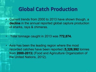 Global Catch Production
• Current trends from 2000 to 2013 have shown though, a
decline in the annual reported global capture production
of sharks, rays & chimeras.
• Total tonnage caught in 2013 was 772,874.
• Asia has been the leading region where the most
recorded catches have been reported (5,326,992 tonnes
from 2000-2013) (Food and Agriculture Organization of
the United Nations, 2012).
 