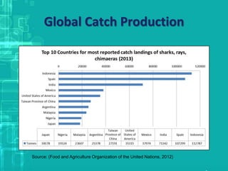 Global Catch Production
Source: (Food and Agriculture Organization of the United Nations, 2012)
 