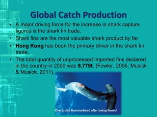 Global Catch Production
• A major driving force for the increase in shark capture
figures is the shark fin trade.
• Shark fins are the most valuable shark product by far.
• Hong Kong has been the primary driver in the shark fin
trade.
• The total quantity of unprocessed imported fins declared
in the country in 2000 was 9,779t. (Fowler, 2005; Musick
& Musick, 2011).
Discarded Hammerhead after being finned
 