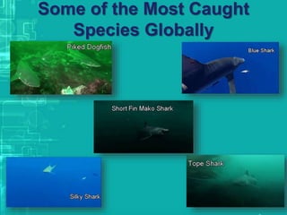 Some of the Most Caught
Species Globally
 