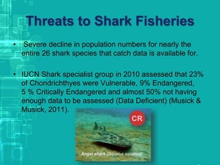Threats to Shark Fisheries
• Severe decline in population numbers for nearly the
entire 26 shark species that catch data is available for.
• IUCN Shark specialist group in 2010 assessed that 23%
of Chondrichthyes were Vulnerable, 9% Endangered,
5 % Critically Endangered and almost 50% not having
enough data to be assessed (Data Deficient) (Musick &
Musick, 2011).
Angel shark (Squalus squatina)
 