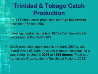 Trinidad & Tobago Catch
Production
• For T&T shark catch production average 800 tonnes
between 1962 and 2002,
• Landings peaked in the late 1970’s then dramatically
decreasing in the mid-1990’s.
• Catch production again rose in the early 2000’s, with
record levels of shark, rays and chimaera landings for a
year being reached in 2004 at 1354 tonnes (Food and
Agriculture Organization of the United Nations, 2012)
 