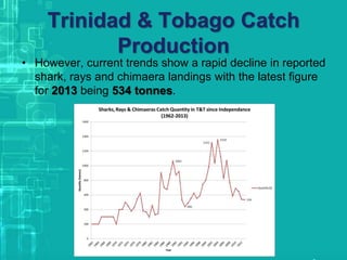 Trinidad & Tobago Catch
Production
• However, current trends show a rapid decline in reported
shark, rays and chimaera landings with the latest figure
for 2013 being 534 tonnes.
 