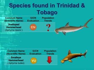 Species found in Trinidad &
Tobago
Common Name
(Scientific Name)
IUCN
Evaluation
Population
Trends
Scalloped
Hammerhead
(Sphyrna lewini )
Common Name
(Scientific Name)
IUCN
Evaluation
Population
Trends
Smalleye
Hammerhead
(Sphyrna tudes)
 