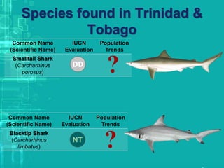 Species found in Trinidad &
Tobago
Common Name
(Scientific Name)
IUCN
Evaluation
Population
Trends
Smalltail Shark
(Carcharhinus
porosus)
Common Name
(Scientific Name)
IUCN
Evaluation
Population
Trends
Blacktip Shark
(Carcharhinus
limbatus)
 