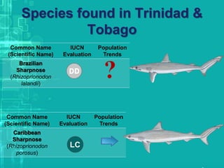 Species found in Trinidad &
Tobago
Common Name
(Scientific Name)
IUCN
Evaluation
Population
Trends
Brazilian
Sharpnose
(Rhizoprionodon
lalandii)
Common Name
(Scientific Name)
IUCN
Evaluation
Population
Trends
Caribbean
Sharpnose
(Rhizoprionodon
porosus)
 
