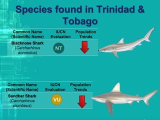 Species found in Trinidad &
Tobago
Common Name
(Scientific Name)
IUCN
Evaluation
Population
Trends
Blacknose Shark
(Carcharhinus
acronotus)
Common Name
(Scientific Name)
IUCN
Evaluation
Population
Trends
Sandbar Shark
(Carcharhinus
plumbeus)
 