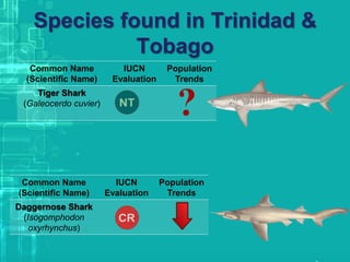 Species found in Trinidad &
Tobago
Common Name
(Scientific Name)
IUCN
Evaluation
Population
Trends
Tiger Shark
(Galeocerdo cuvier)
Common Name
(Scientific Name)
IUCN
Evaluation
Population
Trends
Daggernose Shark
(Isogomphodon
oxyrhynchus)
 