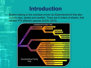 Introduction
• Sharks belong to the subclass known as Elasmobranchii that also
include rays, skates and sawfish. There are 8 orders of sharks, that
contain 475 different species (IUCN, 2015).
Chondrichthye Family
Tree
 