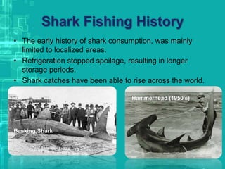 Shark Fishing History
• The early history of shark consumption, was mainly
limited to localized areas.
• Refrigeration stopped spoilage, resulting in longer
storage periods.
• Shark catches have been able to rise across the world.
Basking Shark
Hammerhead (1950’s)
 