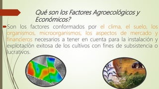 Qué son los Factores Agroecológicos y
Económicos?
Son los factores conformados por el clima, el suelo, los
organismos, microorganismos, los aspectos de mercado y
financieros necesarios a tener en cuenta para la instalación y
explotación exitosa de los cultivos con fines de subsistencia o
lucrativos.
 