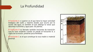 La Profundidad
El horizonte A o superior es el que tiene la mayor actividad
biológica del suelo y máximo lavado que ocurre por la
acción del agua; es también el que alberga la raíces que
absorben nutrientes y agua para las plantas.
El horizonte B es llamado también horizonte de transición
que se hace evidente cuando se pierde el horizonte A, a
causa de la erosión, presente poca fertilidad.
El horizonte C es el que constituye la roca madre o material
parental.
 