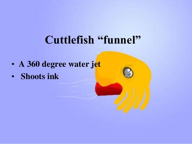 5 facts about the cuttlefish