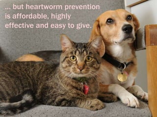 … but heartworm prevention
is affordable, highly
effective and easy to give.
 