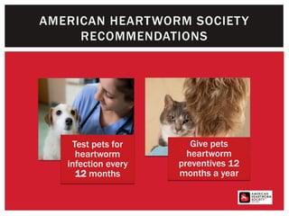 AMERICAN HEARTWORM SOCIETY
RECOMMENDATIONS
Test pets for
heartworm
infection every
12 months
Give pets
heartworm
preventives 12
months a year
 