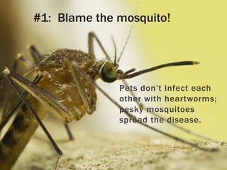 Pets don’t infect each
other with heartworms;
pesky mosquitoes
spread the disease.
#1: Blame the mosquito!
 