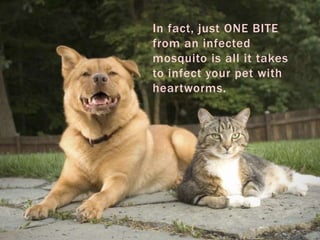 In fact, just ONE BITE
from an infected
mosquito is all it takes
to infect your pet with
heartworms.
 