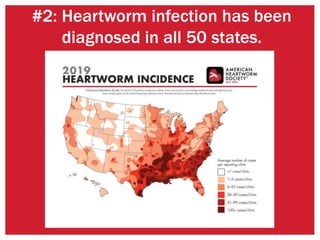 #2: Heartworm infection has been
diagnosed in all 50 states.
 
