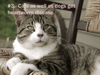 #3: Cats as well as dogs get
heartworm disease.
 