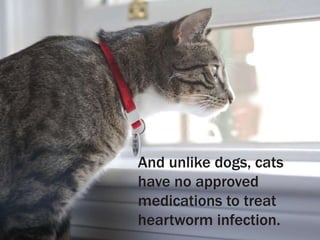 And unlike dogs, cats
have no approved
medications to treat
heartworm infection.
 