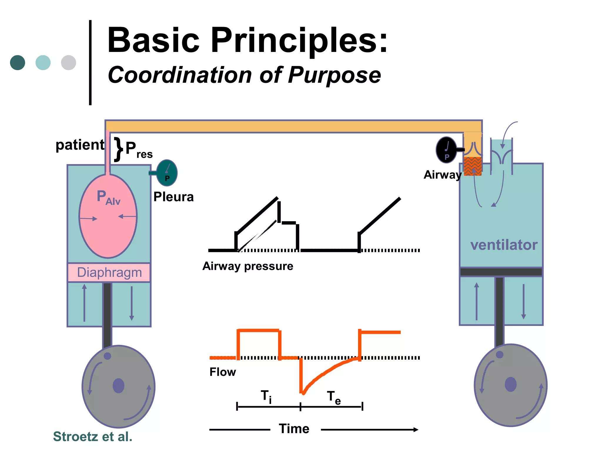 patient
Diaphragm
}Pres
PAlv
P
Pleura
ventilator
P
Airway
Airway pressure
Flow
Time
Ti Te
Stroetz et al.
Basic Principles:
Coordination of Purpose
 