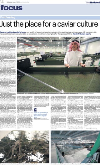 Wednesday, January 1, 2014 www.thenational.ae
The National14
focus
Fish farming
Caviar,atraditionalsymbolofluxury and wealth, is labour-intensive to produce and increasingly rare as the sturgeon fish from which it is
harvested becomes more vulnerable. An operation in Abu Dhabi is hoping to offer the species a lifeline. HarethAlBustanireports
Justtheplaceforacaviarculture
Thinkofcaviaranditisunlikelythat
Abu Dhabi would come to mind as
a source of the highly sought-after
fish eggs.
Moves have begun to change that
with an indoor Caspian caviar farm
in the capital putting all of its ef-
fort into keeping the endangered
Siberiansturgeonaliveandflipping
– with a bold aim of eventually rein-
troducing it to the wild.
At the same time the farm is work-
ingononedaybeingthelargestcav-
iar producer in the world.
Last month, as the country was ap-
plauding Dubai’s Expo 2020 win,
Emirates Aqua Technologies’ Cav-
iar Factory was celebrating its first
successful batch of Emirati stur-
geoneggstobebredandhatchedin
the UAE.
“We have named them internally
as Expo 2020. They will be ready to
give caviar before Expo 2020 but we
havecalledthemthatbecausesome
of them will give caviar up until that
year,” says Ahmed Al Dhaheri, 44,
theco-founderandmanagingdirec-
tor at Emirates Aquatech.
The hatching was symbolic of the
farm’s desire to promote a sustain-
able business model that is based
onbreedingitsownsturgeonrather
than catching them wild or hatch-
ing eggs that have been fertilised
elsewhere and imported.
“Now we have a fresh batch of
hatchedeggsthatisEmirati100per
cent,” Mr Al Dhaheri says.
“Some think this would only be
suitable in Siberia, the Caspian Sea
and that part of the world, but with
the technology and the capabilities
anything can be done.
“Alhamdulillah, we managed to
get those with the help of the right
people and technology.”
He says the 56,000-square-metre
farm will eventually produce 35
tonnes of caviar and 700 tonnes of
sturgeon meat a year.
“But this project is not merely
aboutproducingcaviarandmaking
money,” Mr Al Dhaheri says.
“The other aspect of the project is
the environment; the saving of the
species. We want to make a wider
range of products available in an
environment where supply and de-
mand can be controlled.
“There are two aspects to the busi-
ness. One is the production and the
economical side of it; the capacity
and the markets and where to sell.
The other side is the fish itself and
how it’s grown – who is this fish and
why is it so special?”
The Siberian sturgeon is listed as
a vulnerable species by the Inter-
national Union for Conservation of
Nature, the world’s largest and old-
est environmental organisation.
It is being overfished and many
of the Siberian sturgeon’s natural
breeding spots have been lost to
pollution, power plant develop-
ment and other industrial activity.
MrAlDhaherisaystheConvention
on International Trade in Endan-
gered Species of Wild Fauna and
Flora (Cites) recognised this shortly
after he and his brother conceived
the idea of building a caviar farm in
2006.
It added impetus to their project
because it established that the spe-
cies needed to be protected.
“Caviar is still demanded around
theworldandifpeoplewerestillhar-
vesting from the wild this fish might
havebeengonebynow,”hesays.
To begin production, the private
joint stock company had to secure
licences from local and interna-
tional bodies, such as Cites, the EU
and food authorities in Abu Dhabi.
“We cannot sell caviar to anyone
without having the licence,” Mr Al
Dhaheri says.
“They want to know that you will
be growing this fish in a way that
will sustain production, make cav-
iar available to the world and save
fish from being extinct naturally.
“This is what we are doing here.
There are other farms with smaller
capacity, smaller numbers of fish,
but here we have 300,000 fish, and
the numbers are going to grow.”
Females can only have caviar ex-
tracted once in a lifetime as the pro-
cesskillsthefish.ButMrAlDhaheri
says none of the sturgeon goes to
waste.
The factory has spent the past few
years training staff on how to treat,
care for, feed and process the fish
forthecaviar,meat,skinandbones.
This was necessary to receive ac-
creditationandcertification.
Its first batch of pre-fertilised eggs
werehatchedjustovertwoyearsago.
It has since hatched three more, in-
cludingtheExpo2020batch.
“From an economical point of
view,thisistheworld’slargestfarm
like this in terms of the production
capacity,” Mr Al Dhaheri says.
“There are other plants that pro-
duce four or five or even eight
tonnes, but there’s no single fac-
tory or farm that can produce this
in such an environment.
“The sturgeon meat can go into
smokedfillet,orspicedfillets,fresh
cut – anything, depending on the
customers’ requirements.”
Under this model, the facility
would eventually have enough sur-
plus to release some sturgeon into
their natural habitat.
To produce sustainable levels of
sturgeon, whether for meat or cav-
iar, is no mean feat.
It takes about six years for fe-
males to produce caviar in the wild,
which, through controlled condi-
tions, Aquatech is able to reduce to
three or four.
“This depends on the environ-
ment, the different seasons, the
feed, the water temperature and
how you look after them,” Mr Al
Dhaheri says.
Thehatcheryandbasinsmaintain
optimal water temperature, food
levels and other important aspects
to speed maturity.
Mr Al Dhaheri says the eventual 35
tonnes of caviar will be enough to
meet 10 per cent of the world’s Cas-
pian caviar demand and a growing
appetite for the meat.
Adult sturgeon are large, weigh-
ing an average of 65 kilograms.
Females produce a large yield of
dark caviar and, according to Mr Al
Dhaheri, sturgeon meat is lean.
“This is where the environmental
aspect of the project comes in. The
skin can be produced in very differ-
ent varieties of leather goods and
the bones, the head, the tail can
go into by-products as well,” Mr Al
Dhaheri says.
“It is not like the fish is killed and
it goes into the garbage.
“The water that the fish swim in
needs to be discharged from time
to time because it’s full of natural
nutrients. It is helpful for irriga-
tion.”
Mr Al Dhaheri shows off a leather
strap made of sturgeon skin. “The
skin could go into different types of
products. This was made at a local
factory between Abu Dhabi and Al
Ain,” he says.
Even though breeding is a large
part of the business model, and
means the farm will not be a threat
tothespecies’existenceinthewild,
the company’s goal is not to run a
breeding programme. Aquatech is
a private company and the fish are
bred for their by-products.
“The sturgeon fish has been
around since prehistoric times.
When you see a fish that has been
around for millions of years, you
don’t want it to be gone because
people are taking advantage of
mother nature without giving any-
thing back,” Mr Al Dhaheri says.
“This is part of it – the social
awareness, the sustainability
awareness, the future of our gener-
ations to come. We have laid down
such things for them so they can
join in the future and we’re hoping
that other projects will come to Abu
Dhabi.”
ĝĝ halbustani@thenational.ae
Ahmed Al Dhaheri, the co-founder and managing director at Emirates Aquatech, stands by a tank full of sturgeon hatchlings that were bred in the UAE. Photos Ravindranath K / The National
Young sturgeon in a tank at the Emirates Aqua Technologies’ Caviar Factory in Abu Dhabi. The caviar farm covers 56,000 square metres and will one day produce 35 tonnes of fish eggs a year.
From an economical
point of view, this is
the world’s largest
farm
Ahmed Al Dhaheri, co-founder and
­managing director at Emirates Aquatech
 