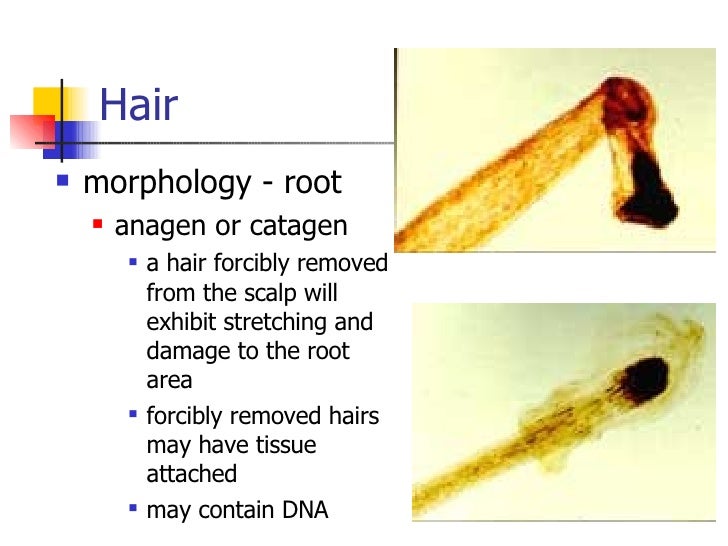 Fiber And Hair Evidence