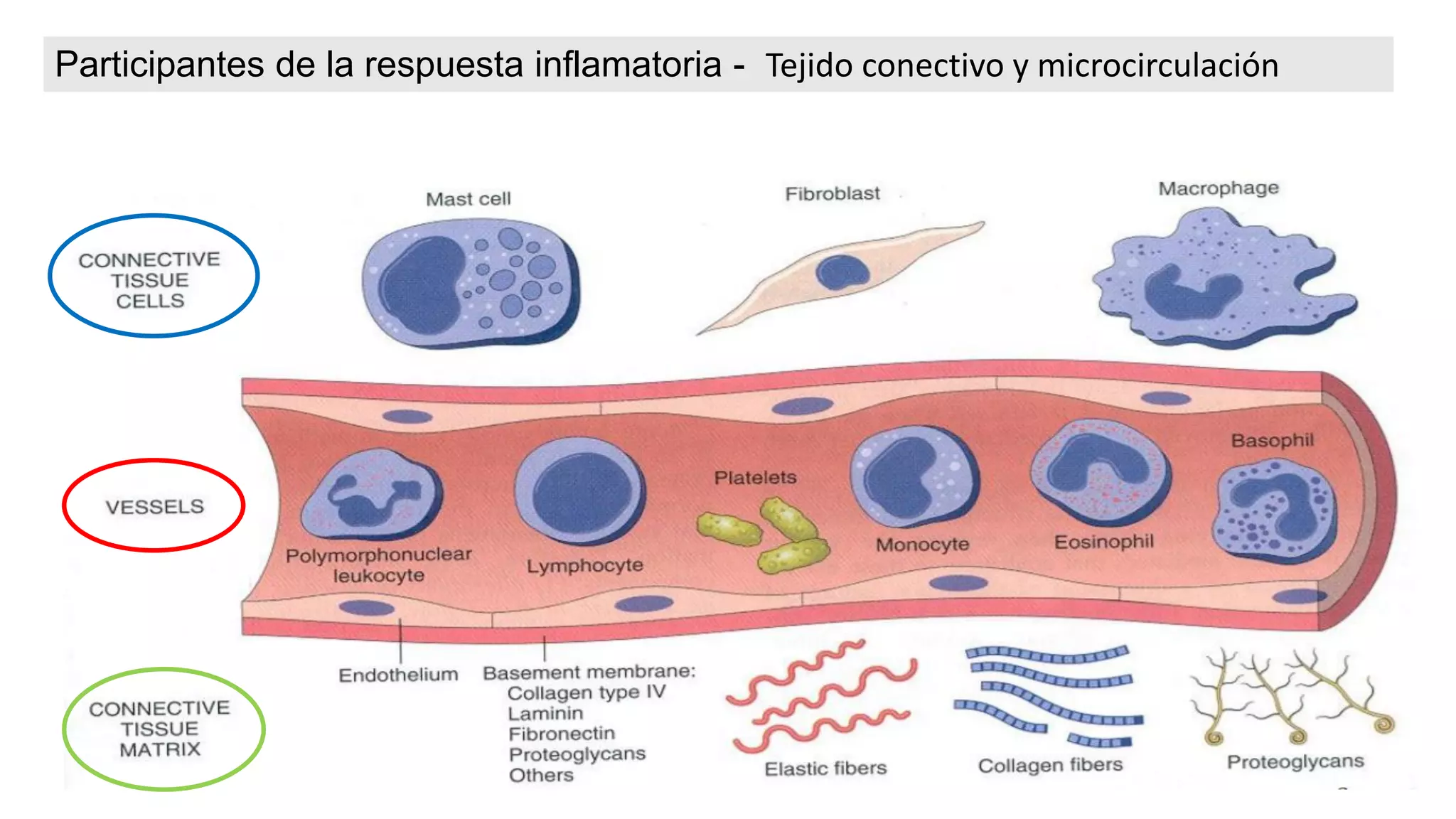 5_Fisiopatología de la Inflamación .pdf