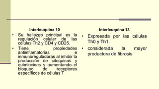 Interleuquina 10
• Su hallazgo principal es la
regulación celular de las
células Th2 y CD4 y CD25.
• Tiene propiedades
antiinflamatorias e
inmunoreguladoras al inhibir la
producción de citoquinas y
quimiocinas y aumentando el
bloqueo de receptores
específicos de células T
Interleuquina 13
• Expresada por las células
Th0 y Th1.
• considerada la mayor
productora de fibrosis
 
