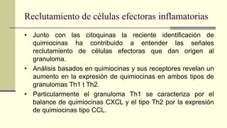 Reclutamiento de células efectoras inflamatorias
• Junto con las citoquinas la reciente identificación de
quimiocinas ha contribuido a entender las señales
reclutamiento de células efectoras que dan origen al
granuloma.
• Análisis basados en quimiocinas y sus receptores revelan un
aumento en la expresión de quimiocinas en ambos tipos de
granulomas Th1 t Th2.
• Particularmente el granuloma Th1 se caracteriza por el
balance de quimiocinas CXCL y el tipo Th2 por la expresión
de quimiocinas tipo CCL.
 