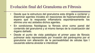 Evolución final del Granuloma en Fibrosis
• Desde que la estructura del granuloma esta dirigida a contener y
diseminar agentes iniciales en reacciones de hipersensibilidad se
espera que la respuesta inflamatoria espontáneamente los
elimine una vez aislados dichos agentes.
• En condiciones fisiológicas la fibrosis sirve como pared del
contenido del granuloma y al mismo tiempo de la cicatrización del
órgano dañado.
• Desde el punto de vista patológico el primer paso de fibrosis
pulmonar esta representado por invasión del parénquima por el
granuloma con alteración de la permeabilidad de células tipo I
causando edema alveolar e intersticial
 