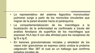 • Lo representativo del sistema fagocitico mononuclear
pulmonar surge a partir de los monocitos circulantes que
migran de la pared alveolar hacia el parénquima.
• La compartamentalización de los macrófagos a la
localización de la enfermedad es confirmado a través del
análisis fenotipico de superficie de los macrófagos que
expresan HLA tipo II con alta afinidad para los receptores de
Ig G e Ig E.
• En lesiones granulomatosas iniciales y alrededor de los
vasos inter granulomas se expresa calcio unidoa la proteína
calgranulin Mac 387 el cual es un hallazgo que confirma
 