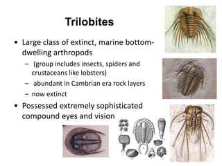 Trilobites
• Large class of extinct, marine bottom-
dwelling arthropods
– (group includes insects, spiders and
crustaceans like lobsters)
– abundant in Cambrian era rock layers
– now extinct
• Possessed extremely sophisticated
compound eyes and vision
 