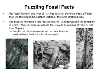 Puzzling Fossil Facts
• The fossils found in one layer of stratified rock can be considerably different
than the fossils found in another section of the same stratified rock.
• It is disputed how long it takes fossils to form. Depending upon the conditions
in which it formed, there is evidence that it could be millions of years or less
than 50 years.
– burial in hot, silica-rich volcanic ash has been shown to
produced rapid fossilization (less than a year)
 