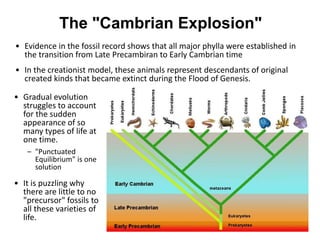 The "Cambrian Explosion"
• Evidence in the fossil record shows that all major phylla were established in
the transition from Late Precambiran to Early Cambrian time
• In the creationist model, these animals represent descendants of original
created kinds that became extinct during the Flood of Genesis.
• Gradual evolution
struggles to account
for the sudden
appearance of so
many types of life at
one time.
– "Punctuated
Equilibrium" is one
solution
• It is puzzling why
there are little to no
"precursor" fossils to
all these varieties of
life.
 