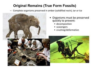 Original Remains (True Form Fossils)
– Complete organisms preserved in amber (solidified resin), tar or ice
• Organisms must be preserved
quickly to prevent:
• decomposition
• scavengers
• crushing/deformation
 
