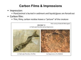 Carbon Films & Impressions
• Impression:
• Plant/animal is buried in sediment and liquids/gases are forced out
• Carbon film:
• Thin, filmy, carbon residue leaves a “picture” of the creature
 