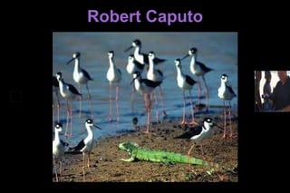 Robert Caputo 