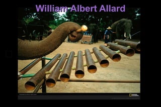 William Albert Allard 