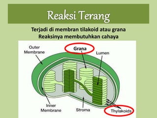 Grana
Terjadi di membran tilakoid atau grana
Reaksinya membutuhkan cahaya
 