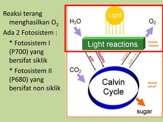 Reaksi terang
menghasilkan O2
Ada 2 Fotosistem :
* Fotosistem I
(P700) yang
bersifat siklik
* Fotosistem II
(P680) yang
bersifat non siklik
 