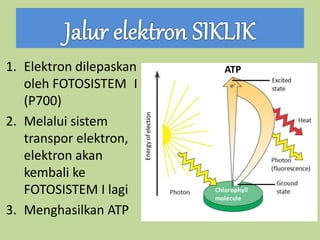 1. Elektron dilepaskan
oleh FOTOSISTEM I
(P700)
2. Melalui sistem
transpor elektron,
elektron akan
kembali ke
FOTOSISTEM I lagi
3. Menghasilkan ATP
ATP
 