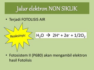 • Terjadi FOTOLISIS AIR
• Fotosistem II (P680) akan mengambil elektron
hasil Fotolisis
H2O  2H+ + 2e- + 1/2O2
 
