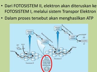 • Dari FOTOSISTEM II, elektron akan diteruskan ke
FOTOSISTEM I, melalui sistem Transpor Elektron
• Dalam proses tersebut akan menghasilkan ATP
 