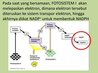Pada saat yang bersamaan, FOTOSISTEM I akan
melepaskan elektron, dimana elektron tersebut
diteruskan ke sistem transpor elektron, hingga
akhirnya diikat NADP+ untuk membentuk NADPH
 