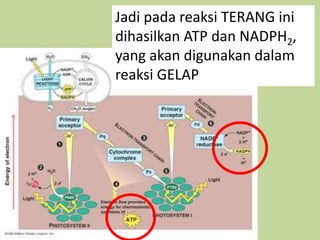 Jadi pada reaksi TERANG ini
dihasilkan ATP dan NADPH2,
yang akan digunakan dalam
reaksi GELAP
 