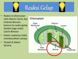 • Reaksi ini ditemukan
oleh Melvin Calvin dan
Andrew Benson,
karena itu reaksi gelap
disebut juga reaksi
Calvin-Benson
• Dalam reaksinya tidak
membutuhkan cahaya
• Terjadi di dalam
Stroma
 
