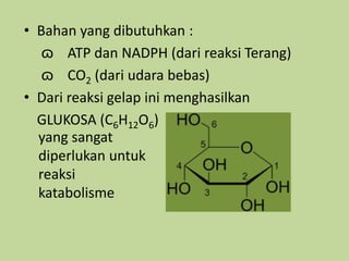 • Bahan yang dibutuhkan :
ɷ ATP dan NADPH (dari reaksi Terang)
ɷ CO2 (dari udara bebas)
• Dari reaksi gelap ini menghasilkan
GLUKOSA (C6H12O6)
yang sangat
diperlukan untuk
reaksi
katabolisme
 