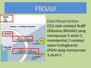 Fase Fiksasi Karbon
CO2 oleh molekul RuBP
(Ribulosa Bifosfat) yang
mempunyai 5 atom C,
membentuk 2 molekul
asam Fosfogliserat
(PGA) yang mempunyai
3 atom C
 